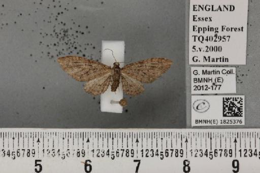 Eupithecia abbreviata Stephens, 1831 - BMNHE_1825376_397996