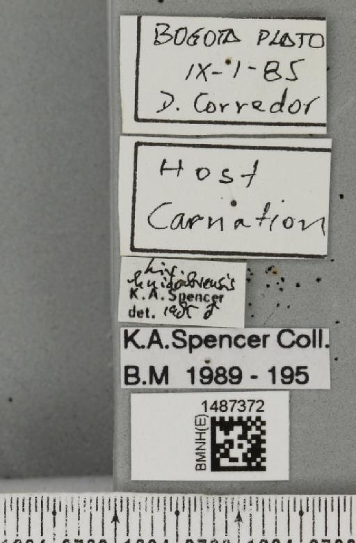Liriomyza huidobrensis (Blanchard, E.E., 1926) - BMNHE_1487372_label_50311