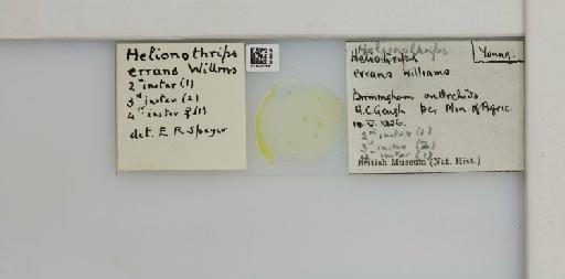 Helionothrips errans (Williams, 1916) - 013549286_833504_1610062_835815_NonType