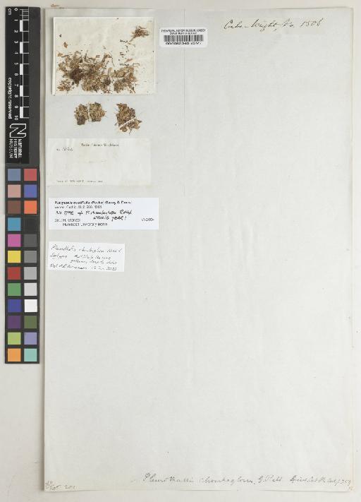 Platystele ovalifolia (Focke) Garay & Dunst. - BM000082340