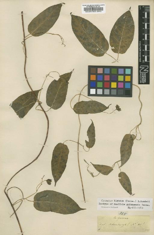Cynanchum blandum (Decne.) Sundell - BM000547000