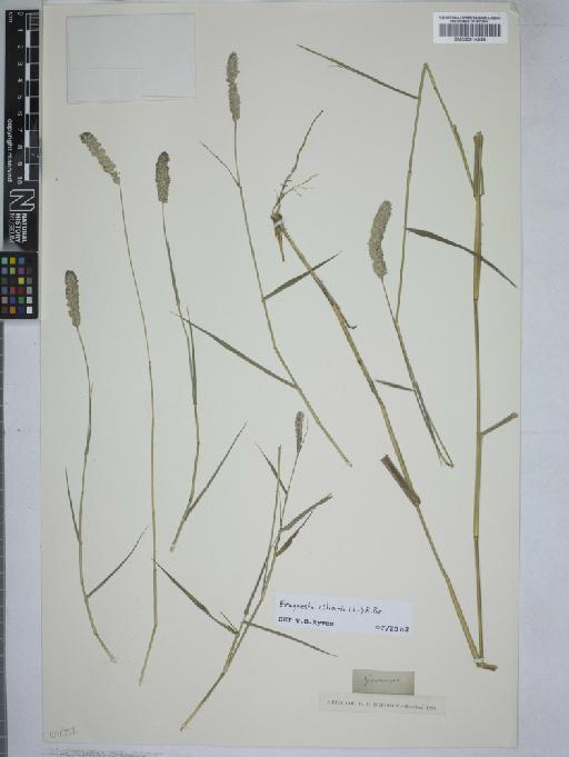 Eragrostis ciliaris (L.) R.Br. - 000914958