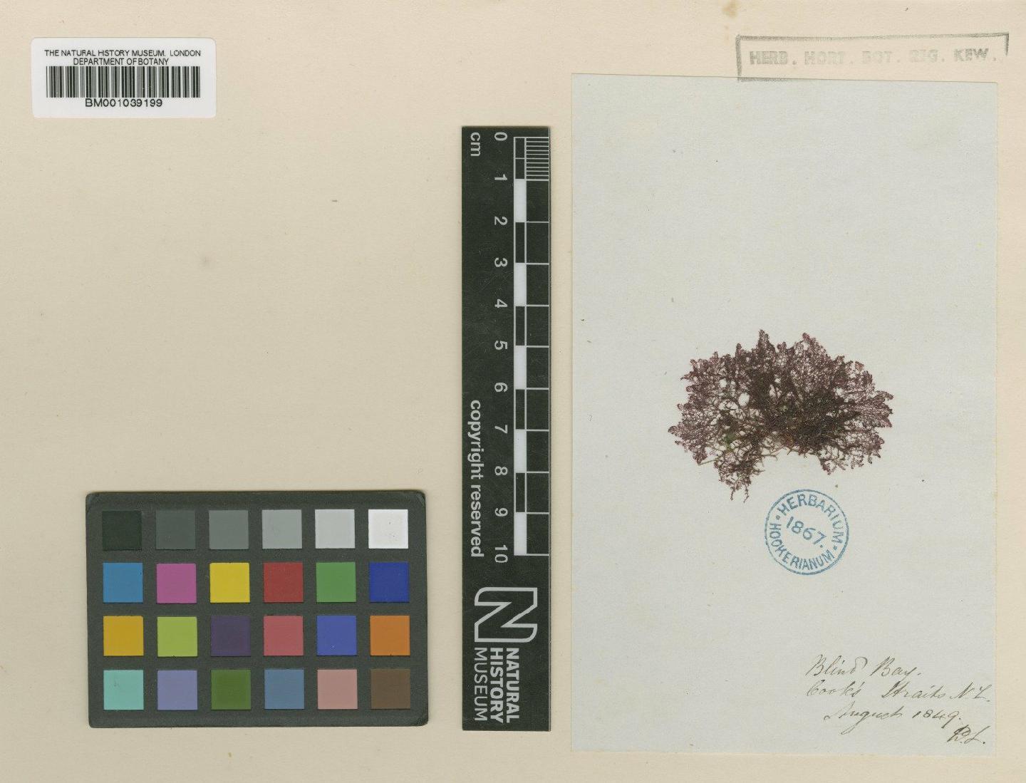 To NHMUK collection (Heterosiphonia tessellata (Harv.) Falkenb.; TYPE; NHMUK:ecatalogue:709750)