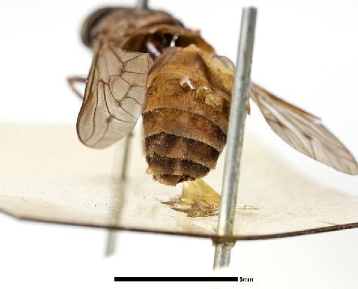 Tabanus maculinevris Macquart, 1855 - NHMUK010633383_Tabanus_maculinevris_HT_wing and abdomen_female