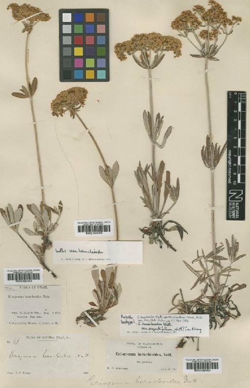 Eriogonum heracleoides var. angustifolium (Nutt.) Torr. & A.Gray - BM001024606