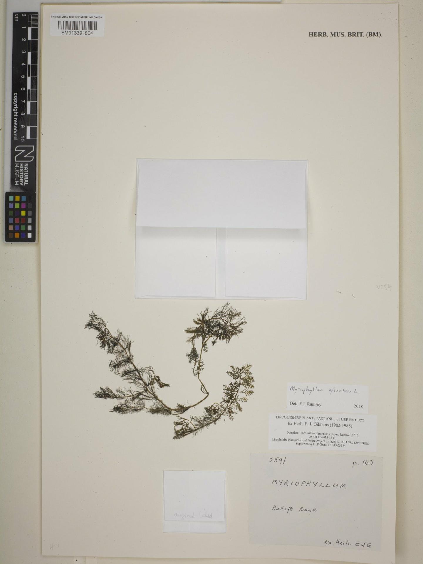 To NHMUK collection (Myriophyllum spicatum L.; NHMUK:ecatalogue:8618492)