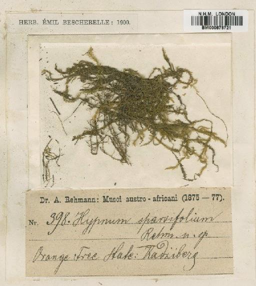 Leptodictyum riparium (Hedw.) Warnst. - BM000878721
