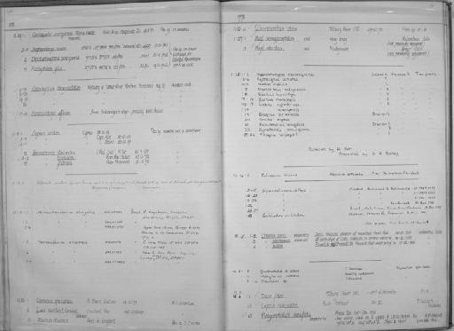 Microschemobrycon elongatus Gery, 1973 - Zoology Accessions Register: Fishes: 1971 - 1985: page 50