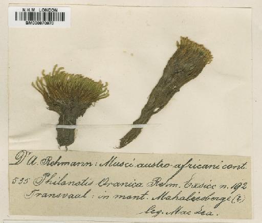 Philonotis falcata (Hook.) Mitt. - BM000870970