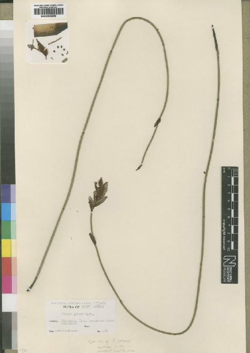 Elegia asperiflora (Nees) Kunth - BM000922282