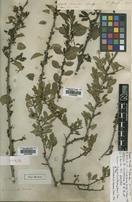 Rhamnus crenulata Aiton - BM000838655