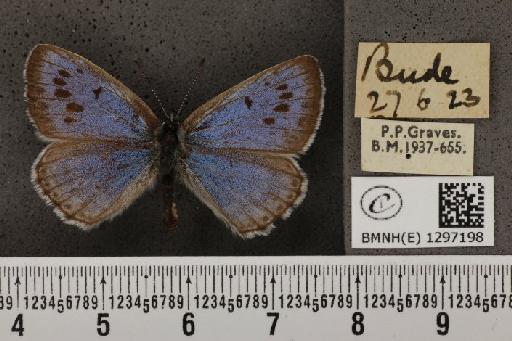 Maculinea arion eutyphron (Fruhstorfer, 1915) - BMNHE_1297198_134550