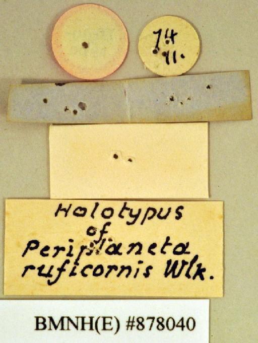 Periplaneta ruficornis Walker, 1871 - Periplaneta ruficornis Walker, F, 1871, male, holotype, labels (reverse). Photographer: Heidi Hopkins. BMNH(E)#878040