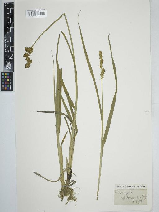 Carex vulpina L. - BM001130581   carex vulpina2