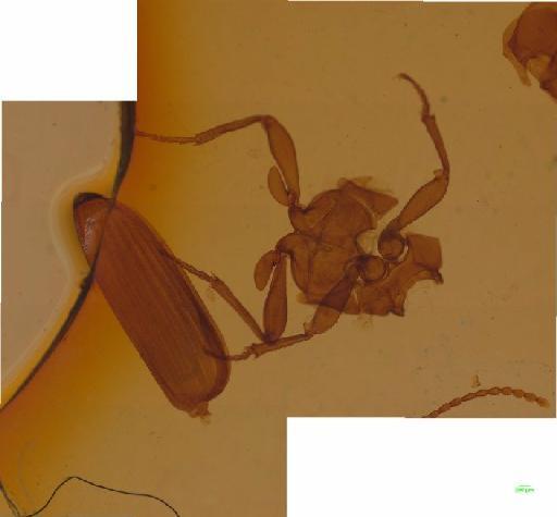 Carabidae Latreille, 1802 - 010133965___16