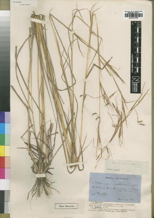 Hyparrhenia filipendula (Hochst.) Stapf - BM000923523