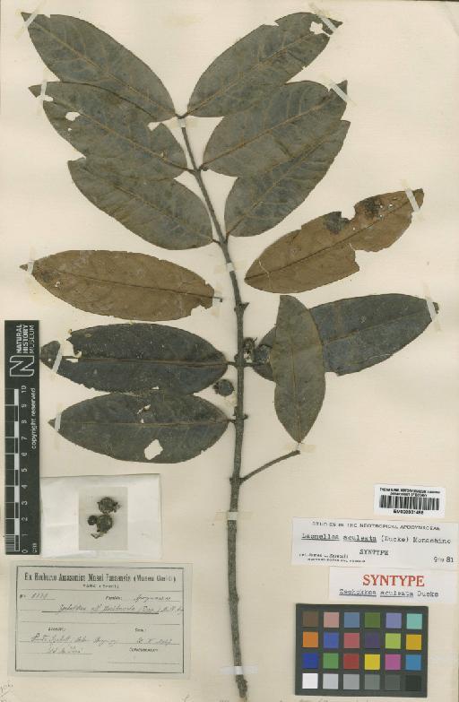 Lacmellea aculeata (Ducke) Monach - BM000901468
