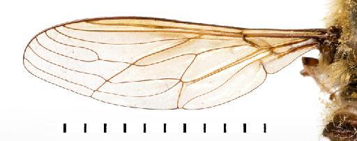 Prosoeca circumdata Lichtwardt, 1910 - NHMUK 010633396 ST Prosoeca circumdata - wing