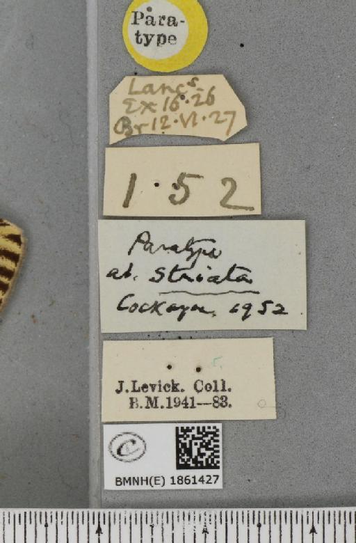 Abraxas grossulariata ab. striata Cockayne, 1952 - BMNHE_1861427_label_418029