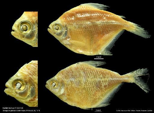 Tetragonopterus compressus Günther, 1864 - BMNH 1845.6.22.182;308 Tetragonopterus compressus, PARALECTOTYPE