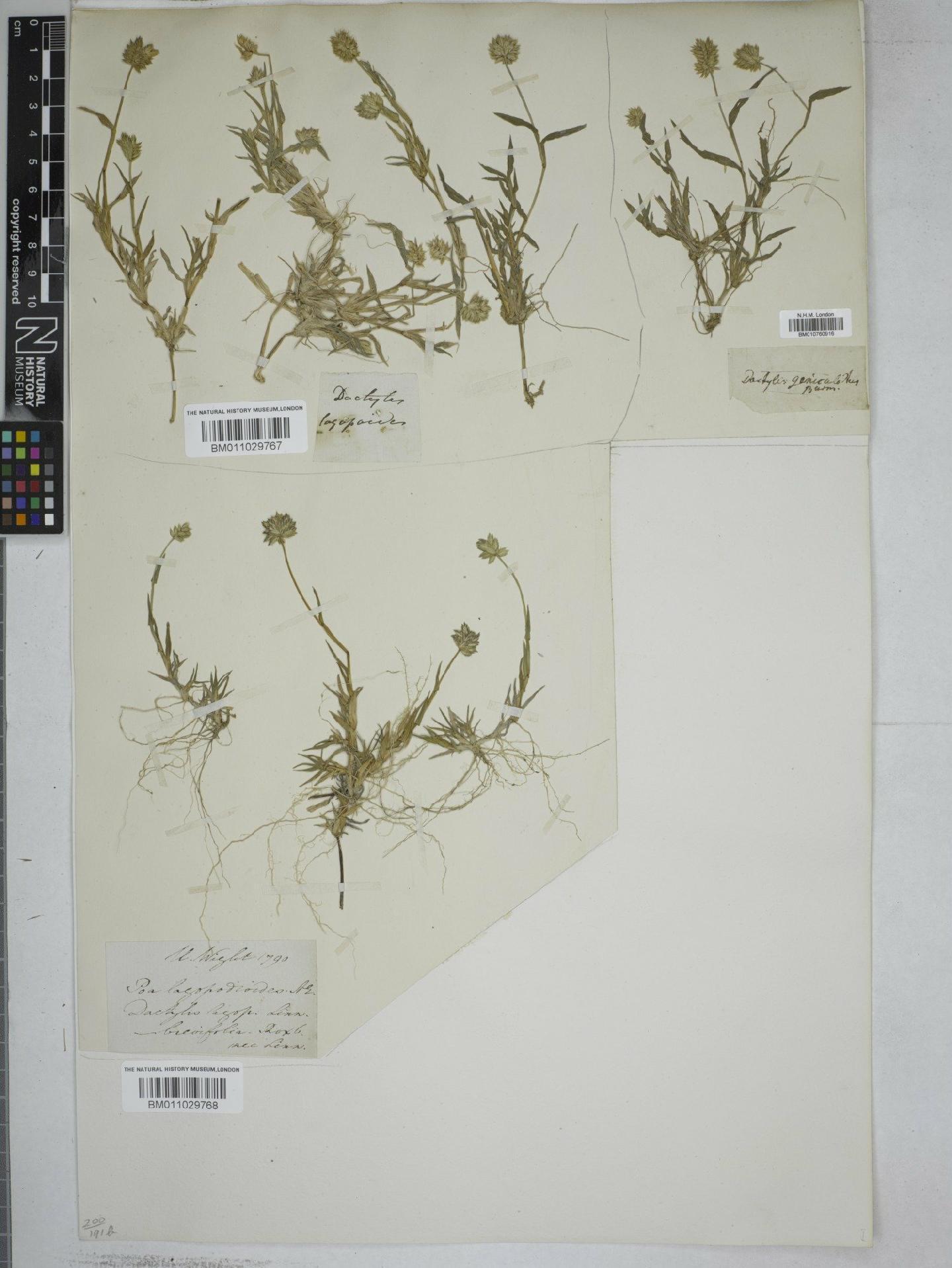 To NHMUK collection (Aeluropus lagopoides (L.) Trin. ex Thwaites; NHMUK:ecatalogue:9181963)