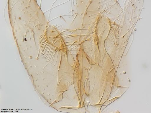 Lutzomyia (Trichophoromyia) flochi Abonnenc & Chassignet, 1948 - Lutzomyia_flochi-BMNH(E)1722138_HT-male_paramere-20x.tif