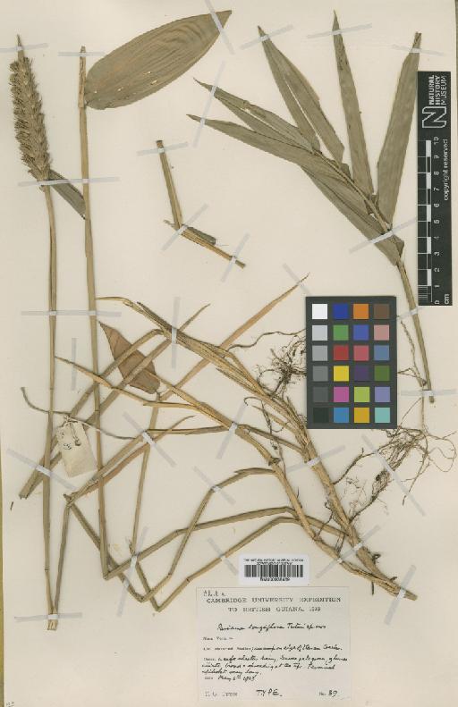 Pariana longiflora Tutin - BM000938469