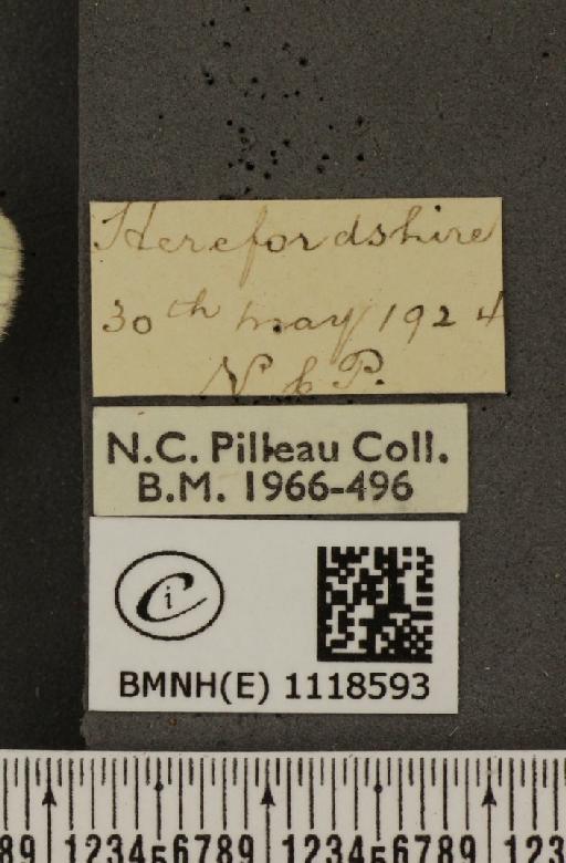 Leptidea sinapis sinapis Linnaeus, 1758 - BMNHE_1118593_label_73707