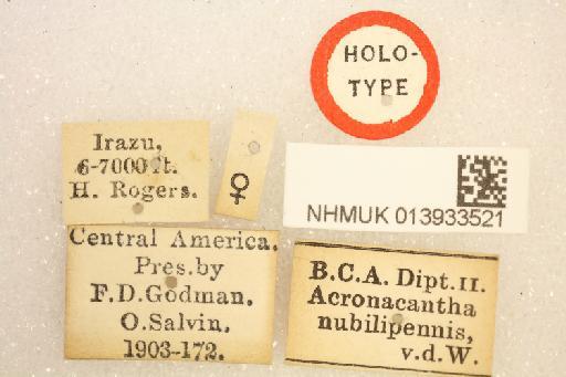 Acronacantha nubilipennis van der Wulp, 1891 - Acrocantha nubilipennis HT labels