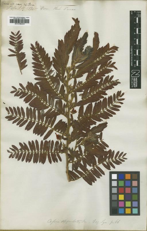 Chamaecrista glandulosa var. flavicoma (Kunth) H.S.Irwin & Barneby - BM000952200