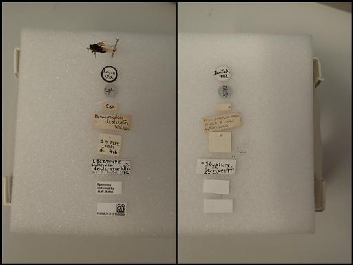 Halticella declarator Walker, 1862 - Halticella declarator Walker, 1862  NHMUK010198698 Hym Type 5.416 labels