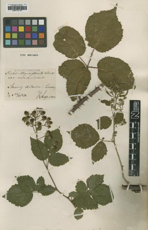 Rubus series Radulae thyrsiflorus var. eideranus Frid. - BM001041681