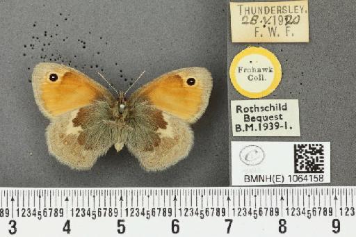 Coenonympha pamphilus (Linnaeus, 1758) - BMNHE_1064158_25162