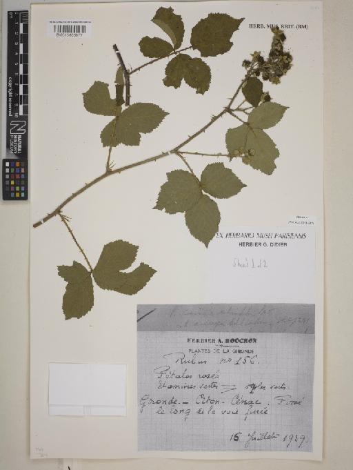 Rubus × assurgens Boulay & Bouvet ex Lefèvre - BM013865877