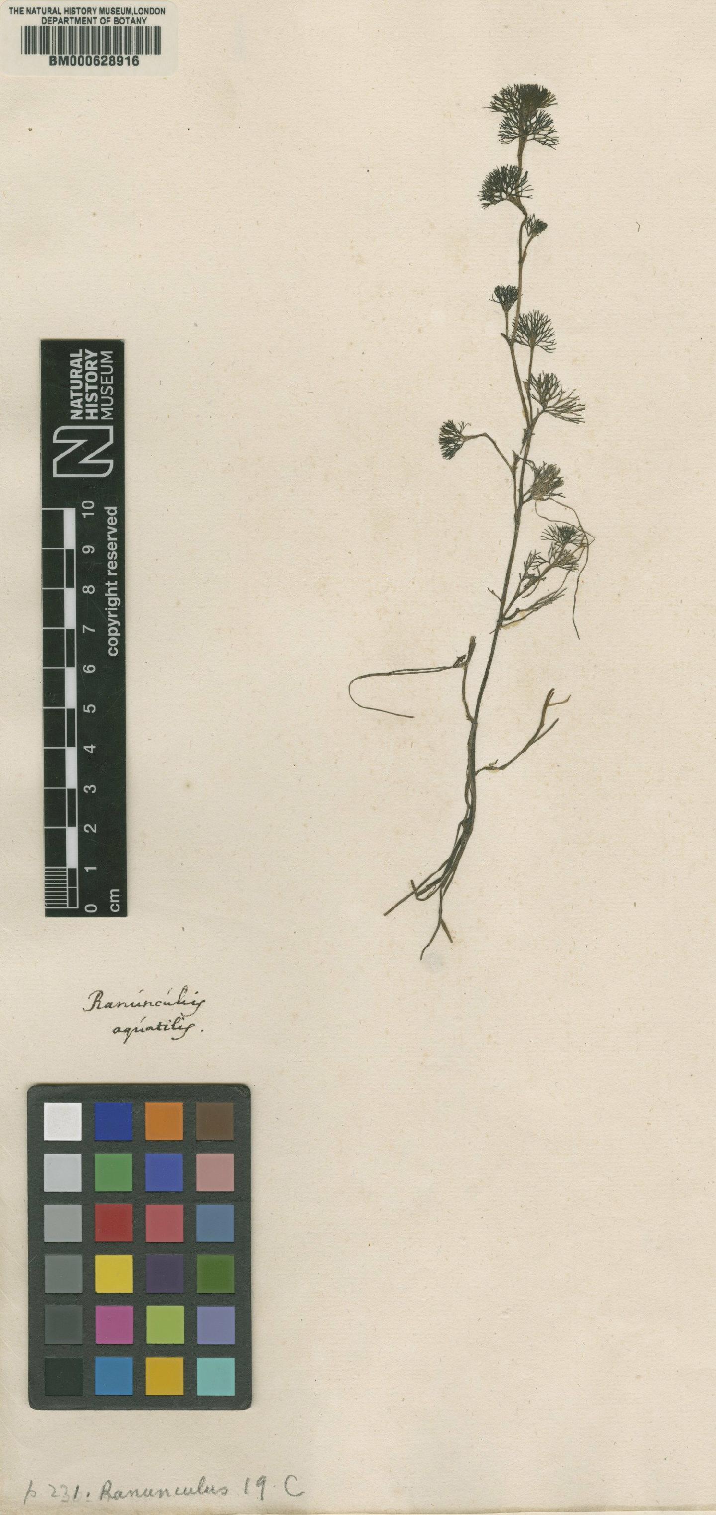To NHMUK collection (Ranunculus aquatilis L.; Original material; NHMUK:ecatalogue:4699983)