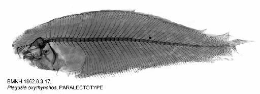 Cynoglossus oxyrhynchos (Bleeker, 1851) - BMNH 1862.6.3.17, Plagusia oxyrhynchos, PARALECTOTYPE, Radiograph