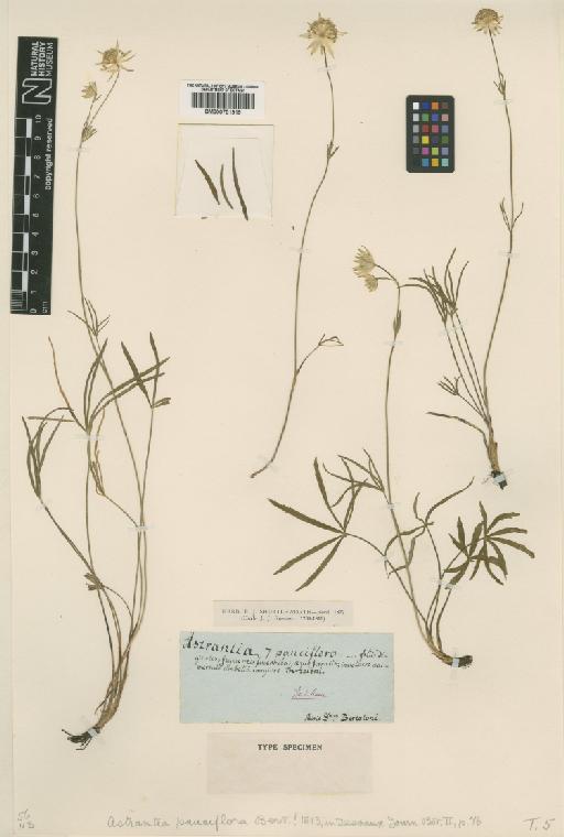 Astrantia pauciflora Bertol. - BM000751919
