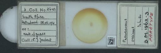 Phenacoccus orcinus De Lotto, 1964 - 010166025_117333_1101197