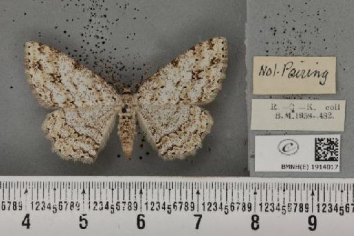 Ectropis crepuscularia (Denis & Schiffermüller, 1775) - BMNHE_1914017_a_480315