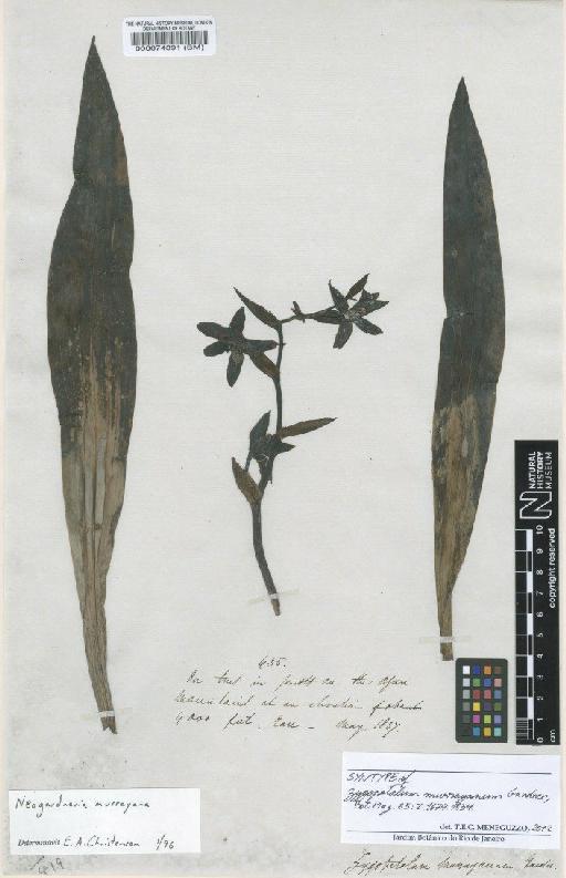 Neogardneria murrayana (Gardner ex Hook.f.) Schltr. ex Garay - BM000074391