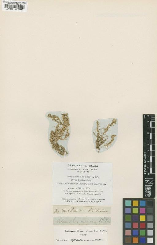 Scleranthus diander R.Br. - BM000522168