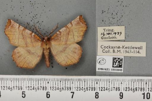 Selenia dentaria (Fabricius, 1775) - BMNHE_1880840_445863