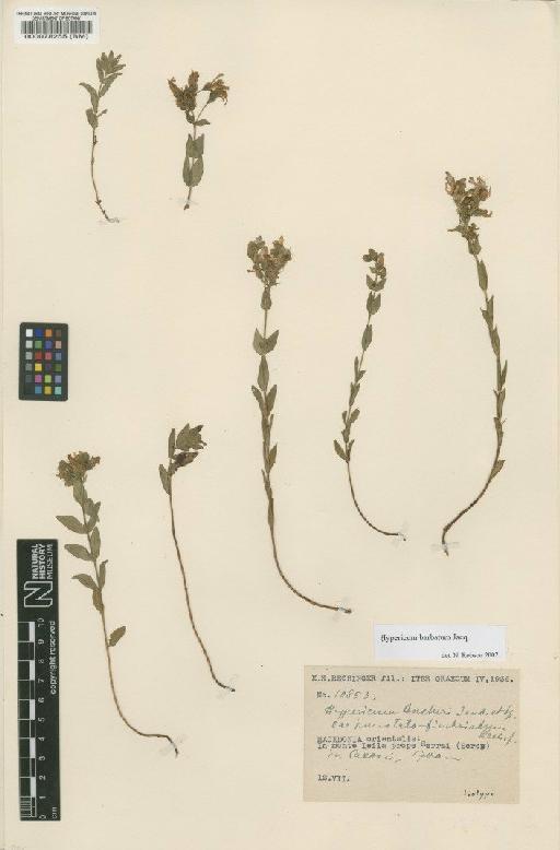 Hypericum barbatum Jacq. - BM000078255