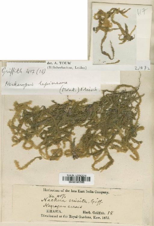 Neckeropsis lepineana (Mont.) M.Fleisch. - BM000987965
