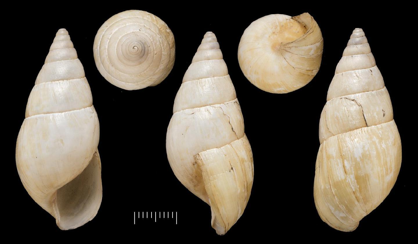 To NHMUK collection (Achatina polychroa Morelet, 1866; SYNTYPE(S); NHMUK:ecatalogue:7785654)