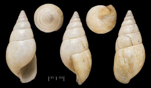 Achatina polychroa Morelet, 1866 - 1893.2.4.224-226, Syntypes, Achatina polychroa Morelet, 1866