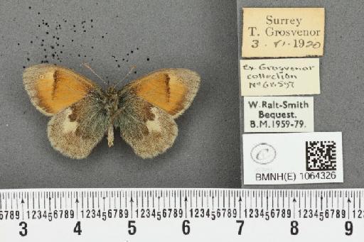 Coenonympha pamphilus ab. obliquajuncta Leeds, 1950 - BMNHE_1064326_25502
