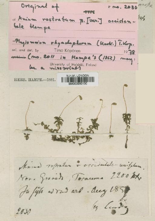 Plagiomnium rhynchophorum (Hook.) T.J.Kop. - BM000960130