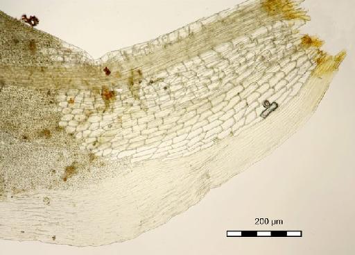 Mitthyridium constrictum (Sullivant) H.Rob. - Syrrhopodon tubulosus_BM000662137margin.jpg