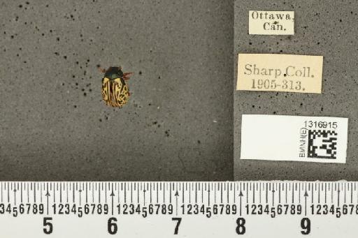 Calligrapha (Polyspila) apicalis Notman, 1919 - BMNHE_1316915_15820